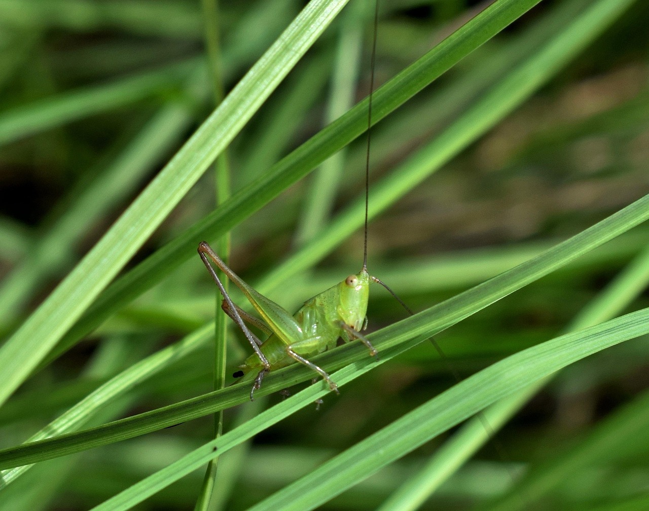 蛐蛐、蟋蟀、蝈蝈、蚂蚱、蚱蜢、蝗虫，有哪些区别？,数据整合设计执行_爱好版56.95